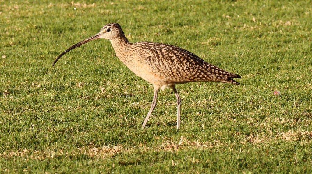 A bird standing in a grassy area

Description automatically generated