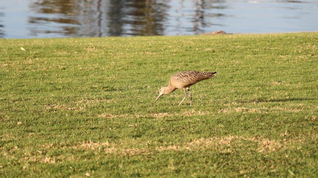 A bird on the grass

Description automatically generated