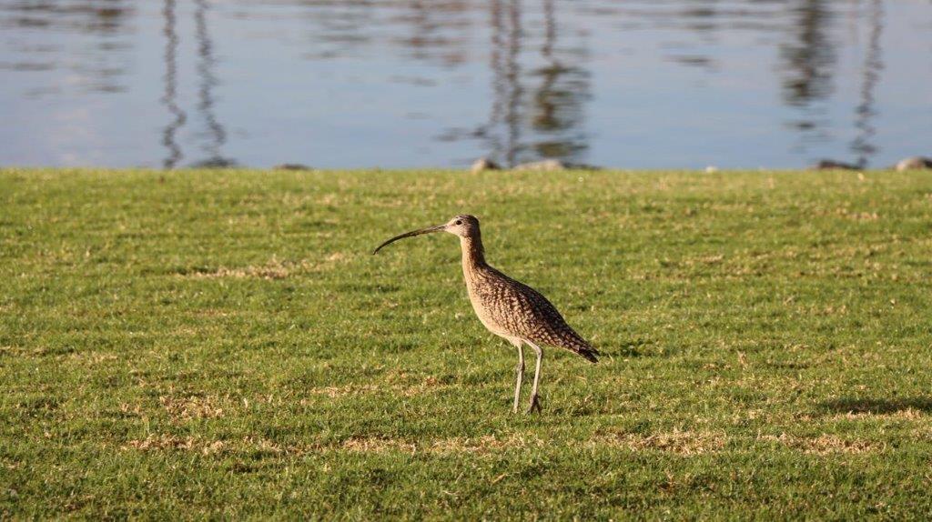 A bird standing on grass by water

Description automatically generated