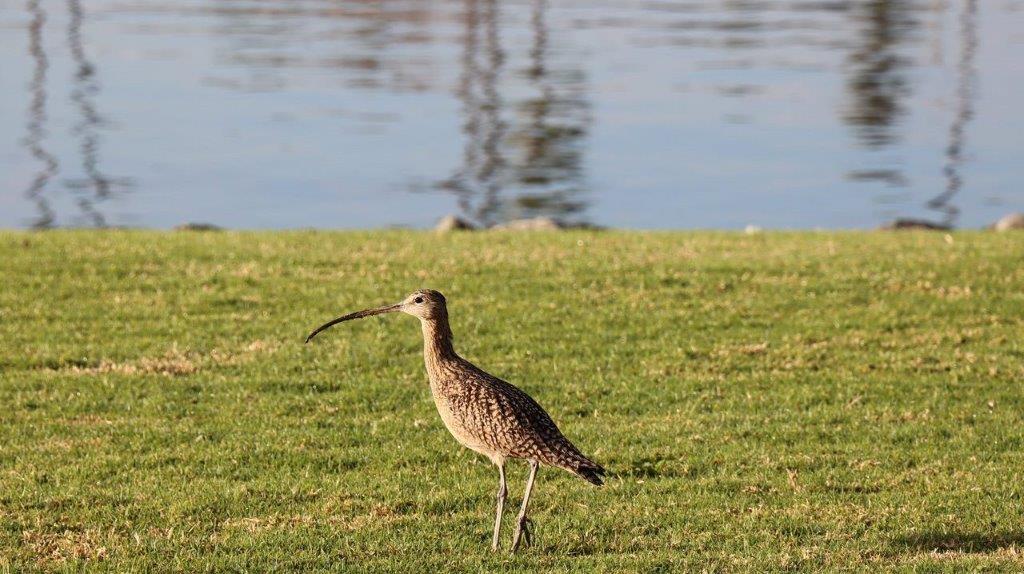 A bird standing on grass by water

Description automatically generated