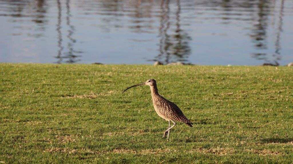 A bird walking on grass by water

Description automatically generated