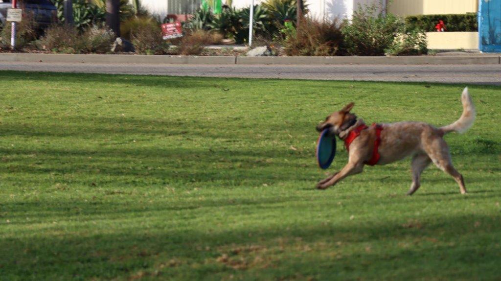 A dog catching a frisbee

Description automatically generated