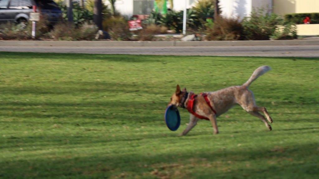 A dog running with a frisbee in its mouth

Description automatically generated