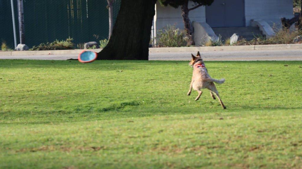 A dog chasing a frisbee

Description automatically generated