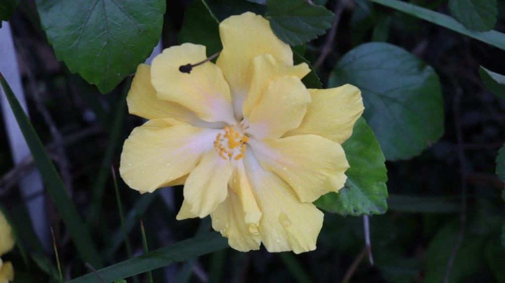 A yellow flower with green leaves

Description automatically generated