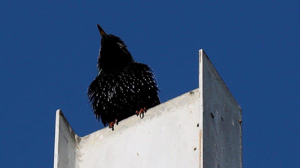 A bird perched on a white surface

Description automatically generated