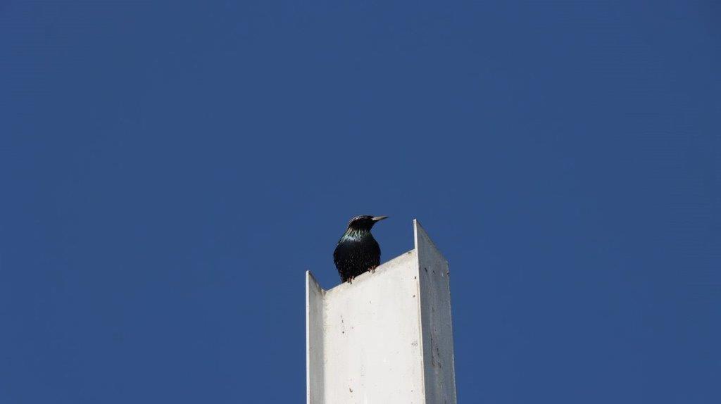 A bird perched on a white post

Description automatically generated