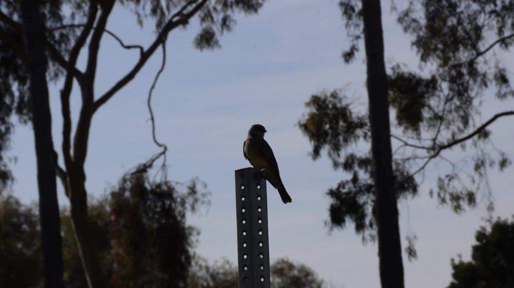 A bird sitting on a post

Description automatically generated