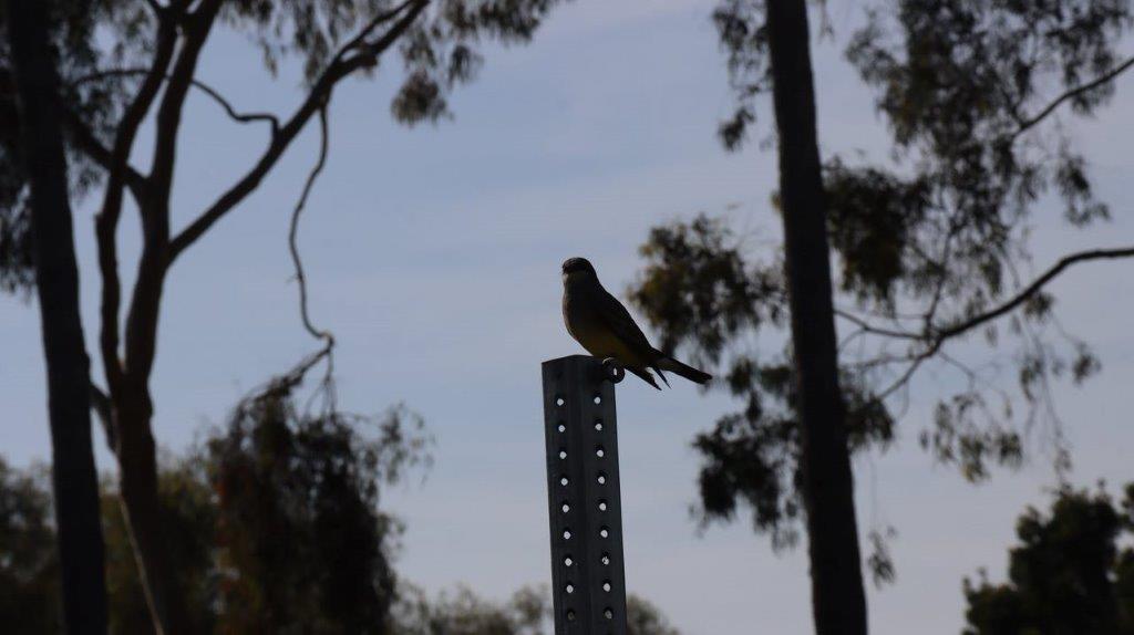 A bird perched on a post

Description automatically generated