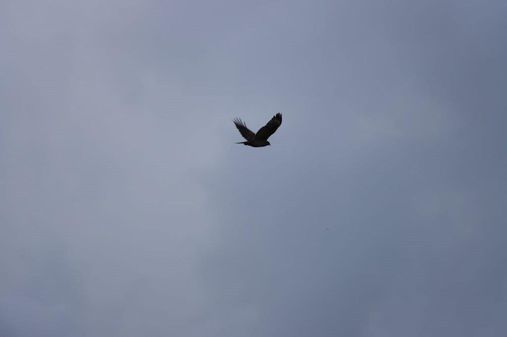 A bird flying in the sky