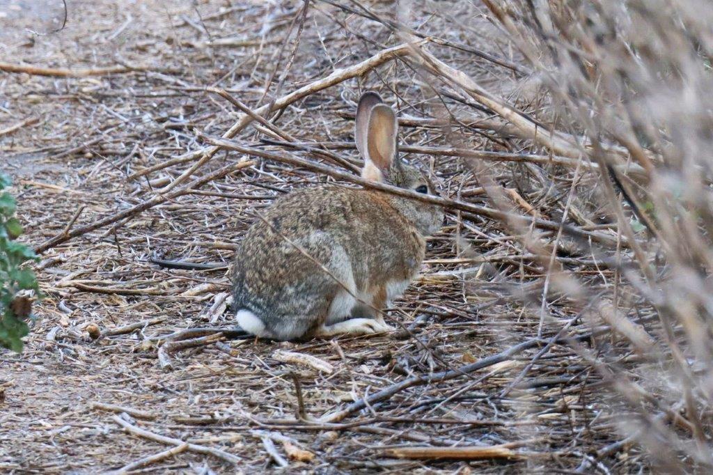 A rabbit sitting in the ground

Description automatically generated