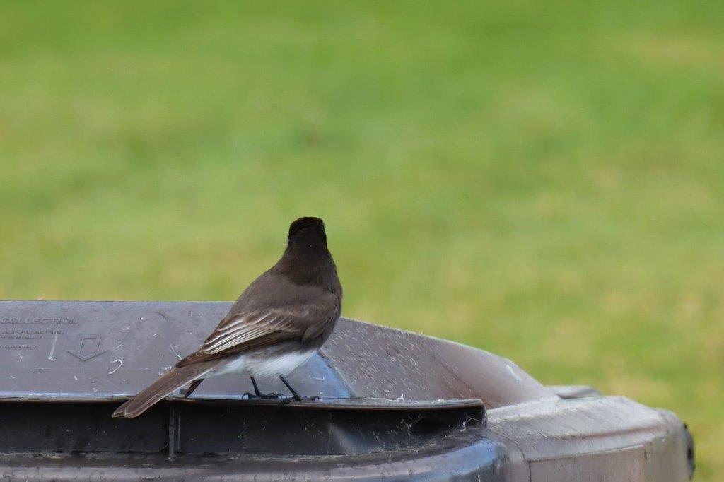 A bird standing on a trash can

Description automatically generated