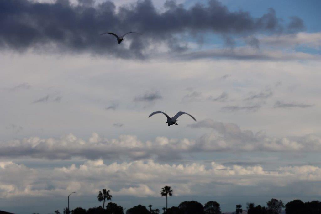 Birds flying in the sky

Description automatically generated