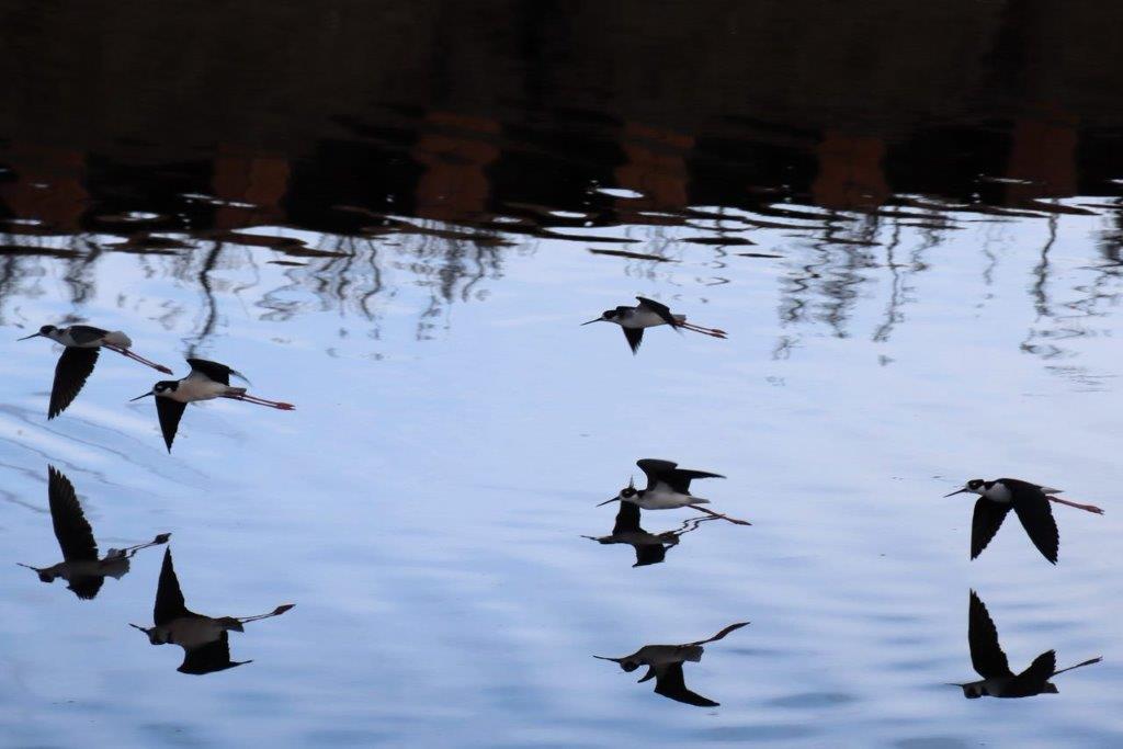 Birds flying over water with reflection

Description automatically generated