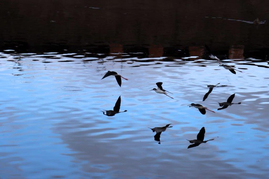 A flock of birds flying over water

Description automatically generated