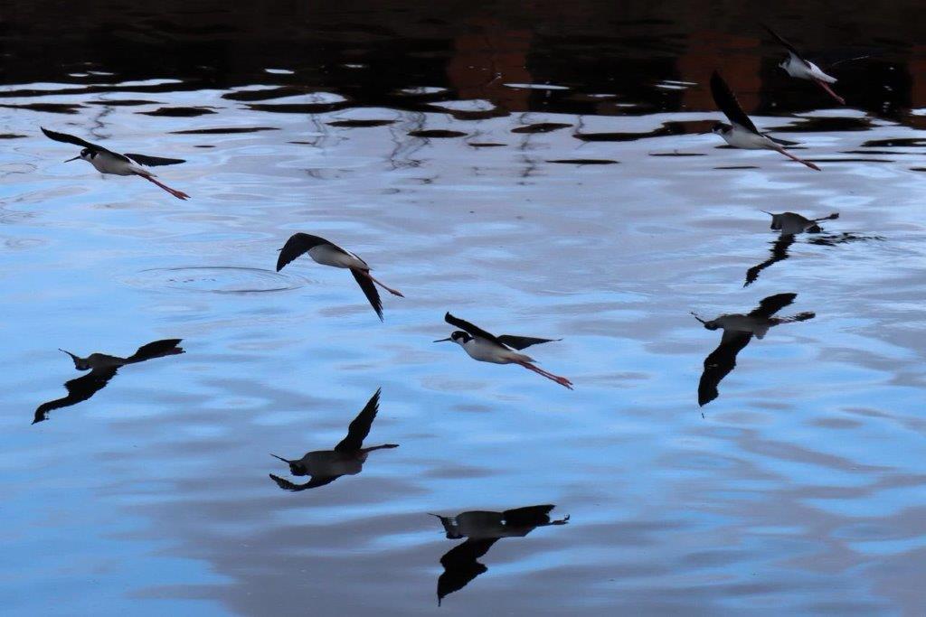 A flock of birds flying over water

Description automatically generated