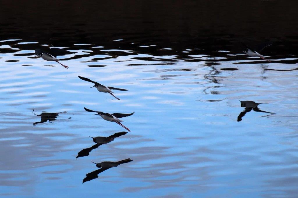 A group of birds flying over water

Description automatically generated