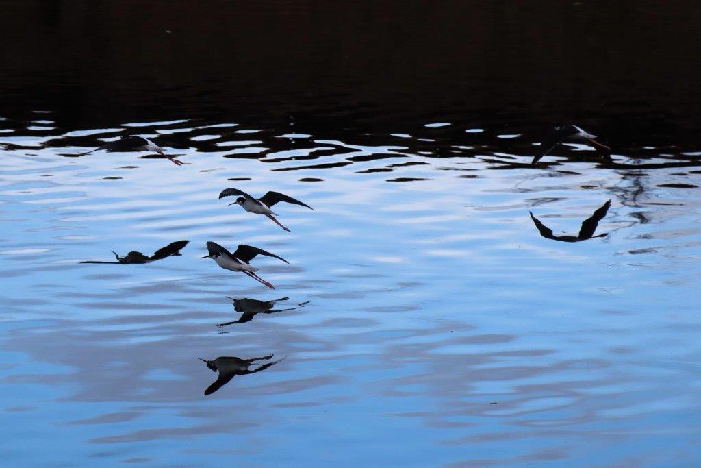 Birds flying over water with reflection

Description automatically generated