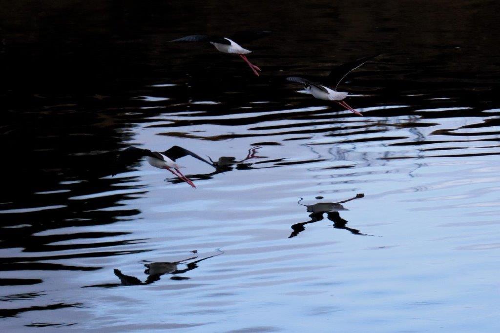 Birds flying over water with reflection of birds

Description automatically generated