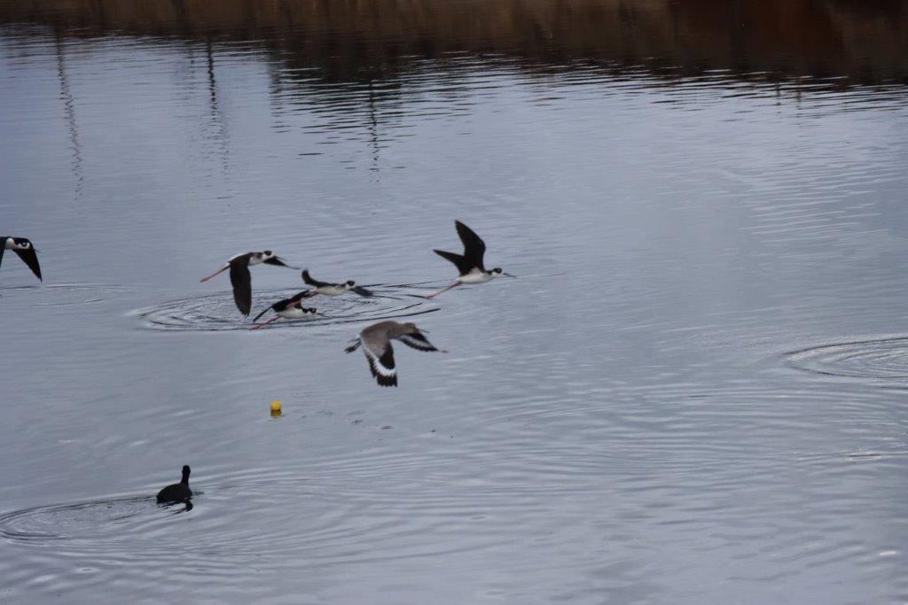 Birds flying over water with ducks

Description automatically generated