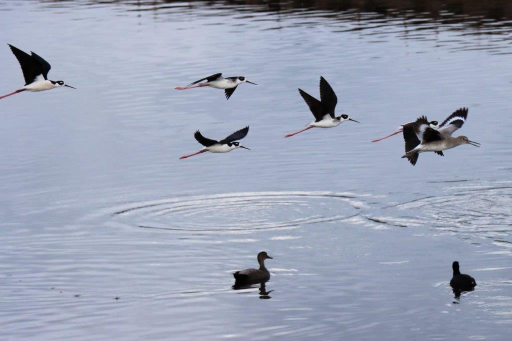 Birds flying over water with a duck

Description automatically generated