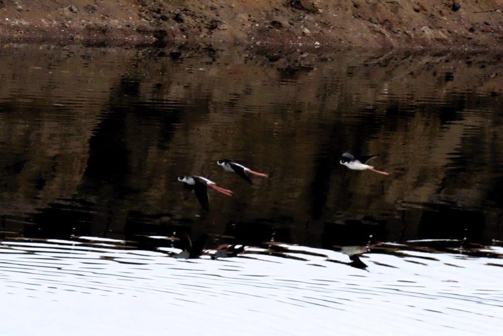 A group of birds flying over water

Description automatically generated