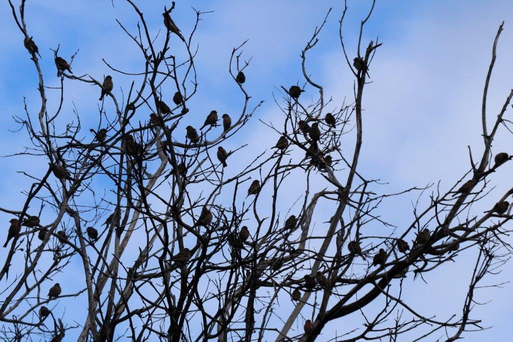 A group of birds sitting on a tree

Description automatically generated