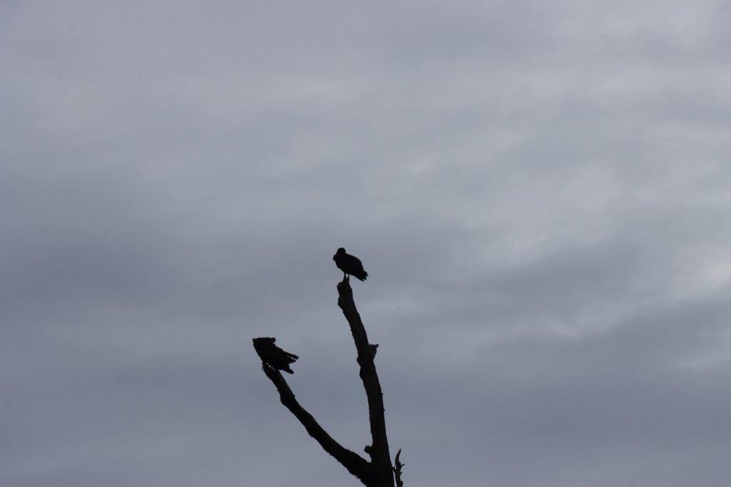 A bird perched on a tree branch

Description automatically generated