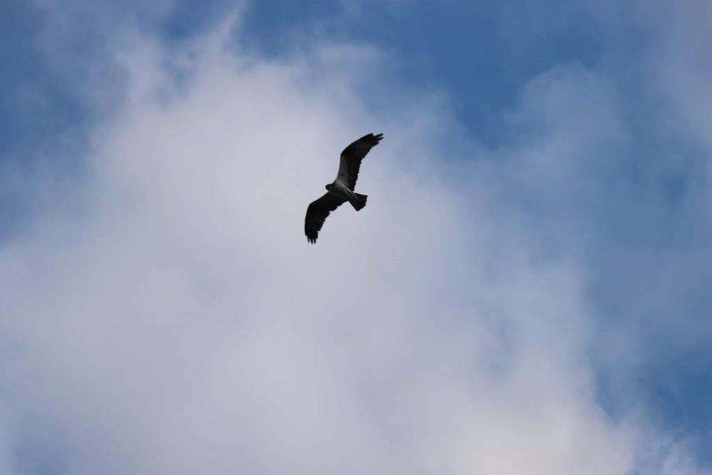 A bird flying in the sky

Description automatically generated
