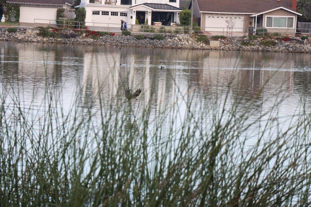 A house with a bird swimming in the water

Description automatically generated