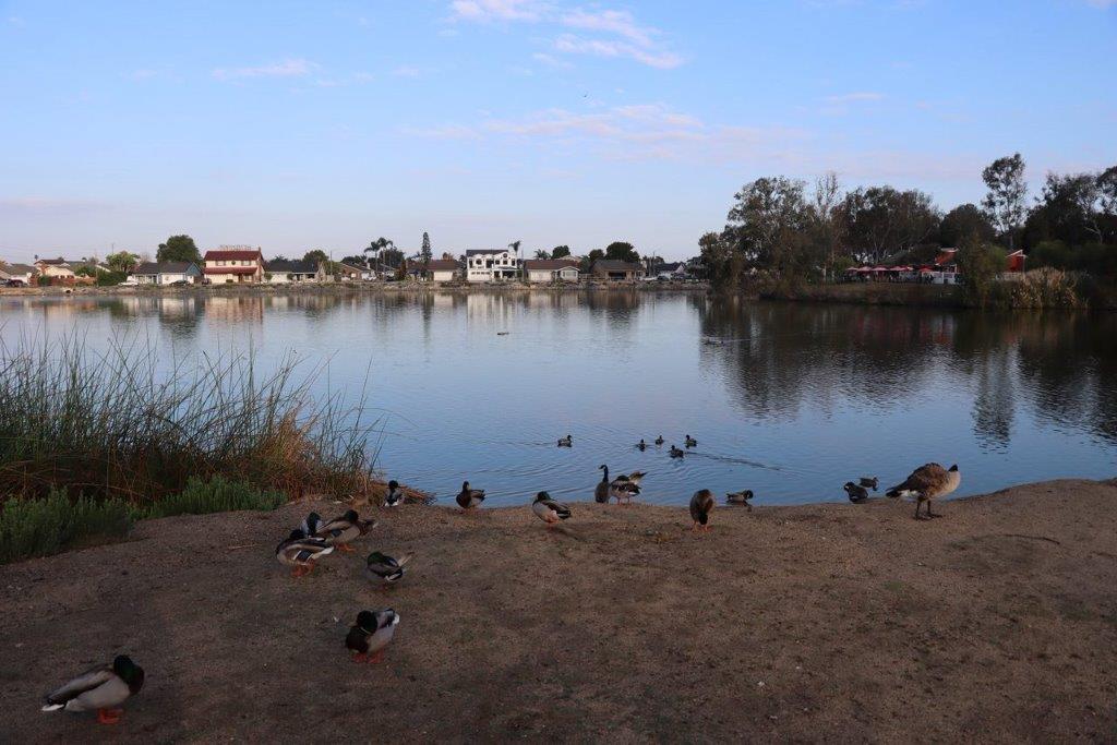 A group of ducks on the shore of a lake

Description automatically generated