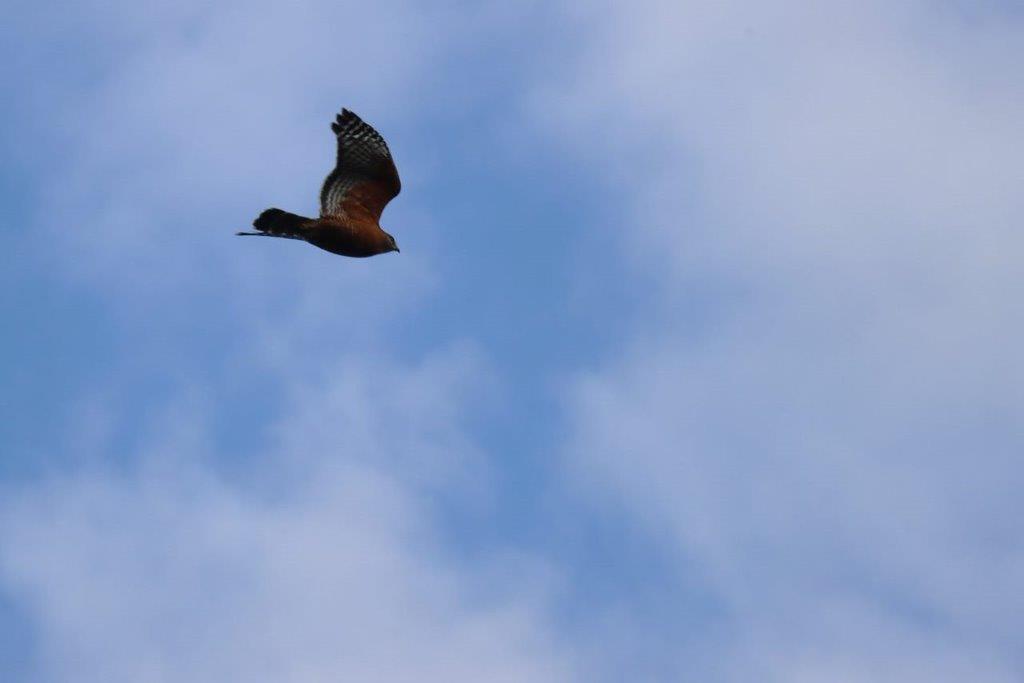 A bird flying in the sky

Description automatically generated