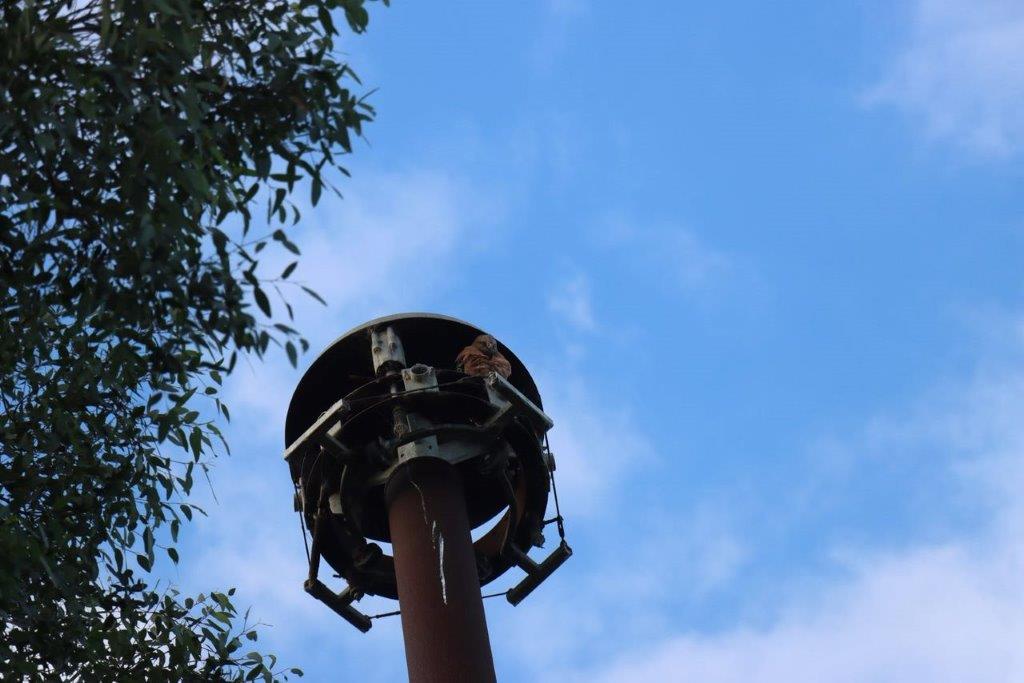 A tall metal pole with a round object on top

Description automatically generated