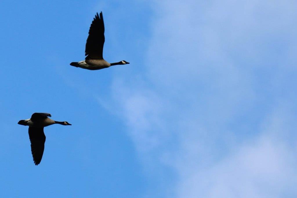 A pair of geese flying in the sky

Description automatically generated
