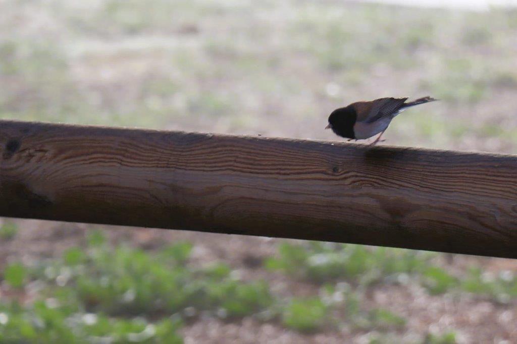 A bird perched on a wooden rail

Description automatically generated