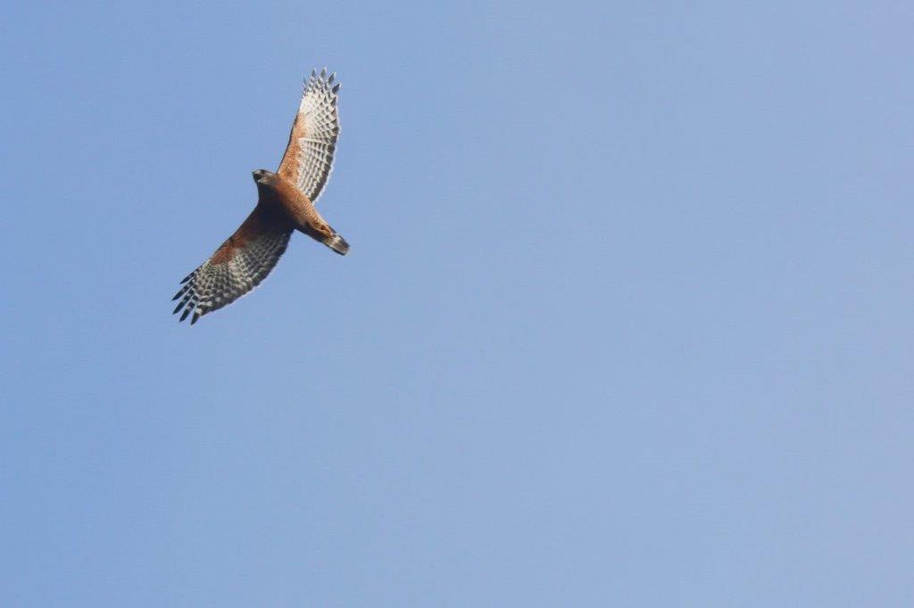 A hawk flying in the sky

Description automatically generated