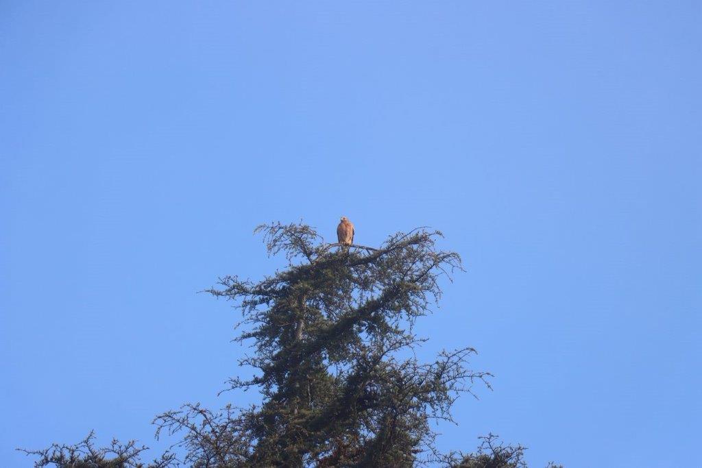 A bird perched on top of a tree

Description automatically generated