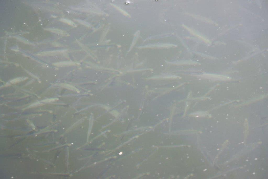 A school of fish in water

Description automatically generated