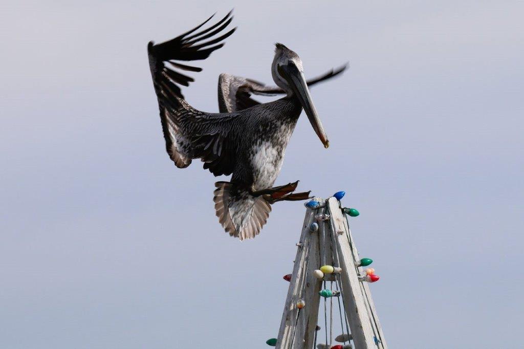 A pelican flying over a metal structure

Description automatically generated