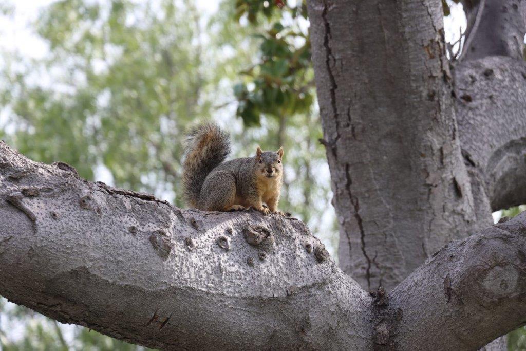 A squirrel on a tree branch

Description automatically generated