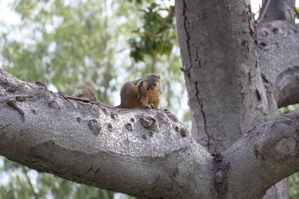 A squirrel sitting on a tree branch

Description automatically generated