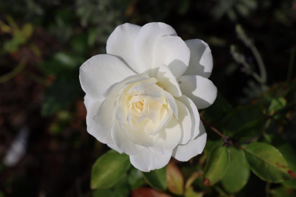 A white flower with green leaves

Description automatically generated
