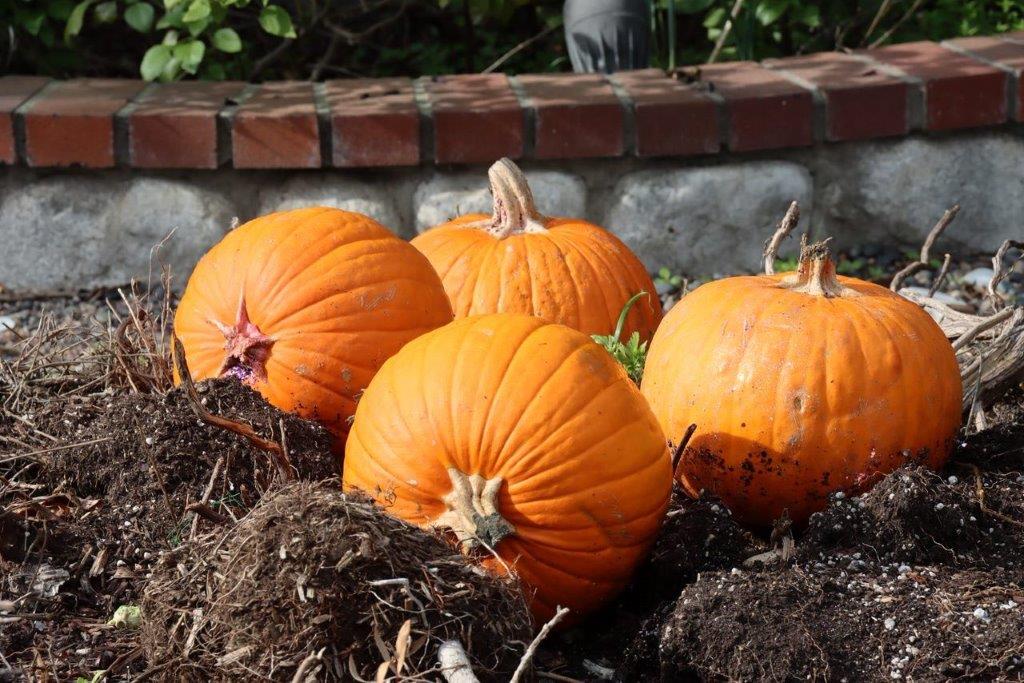 A group of pumpkins in the dirt

Description automatically generated