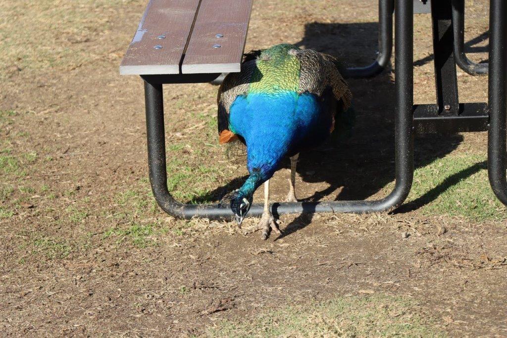 A peacock under a bench

Description automatically generated