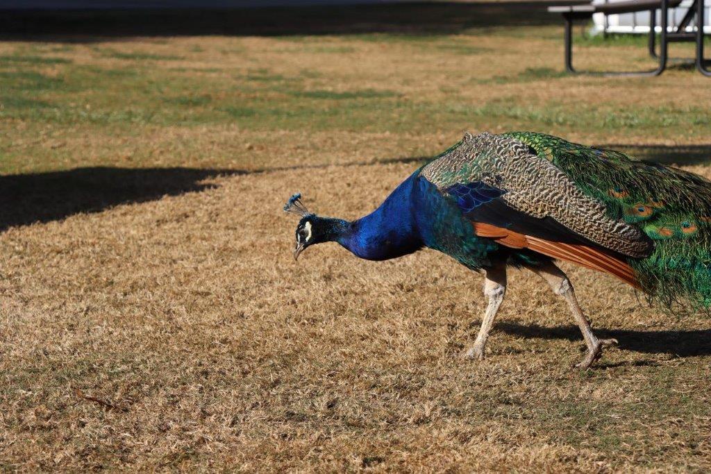 A peacock walking on the grass

Description automatically generated