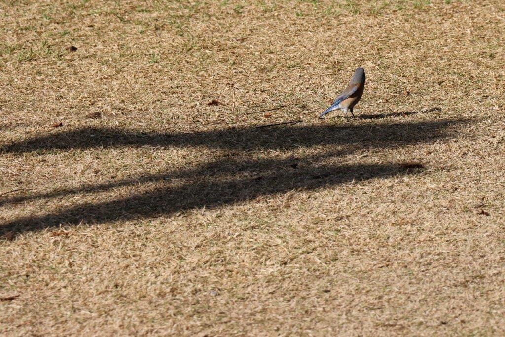 A bird standing on the ground

Description automatically generated