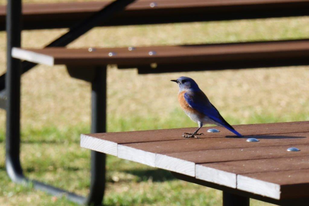 A bird standing on a picnic table

Description automatically generated