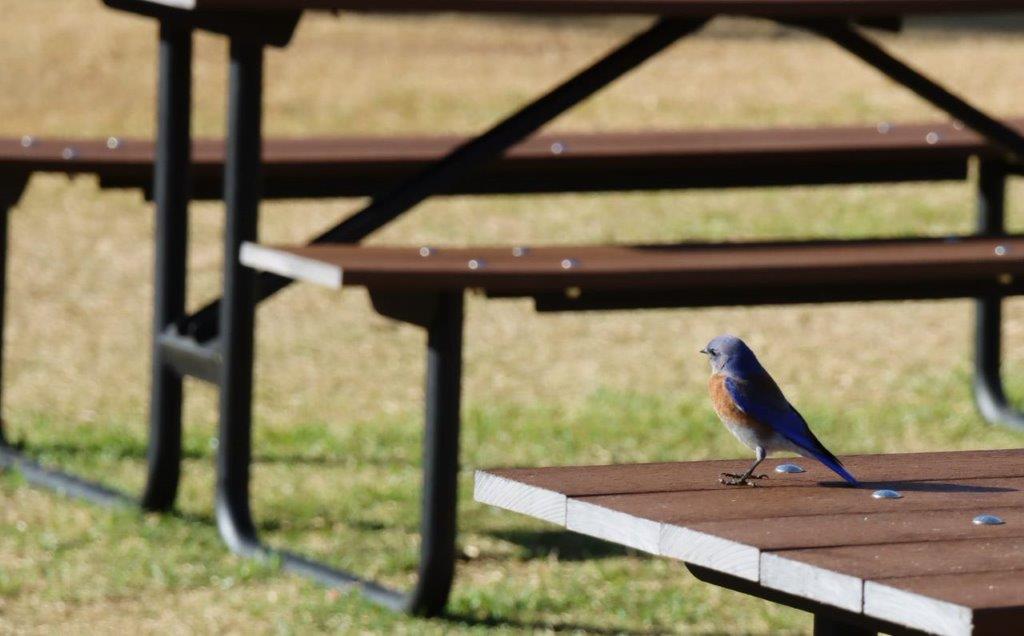 A bird standing on a picnic table

Description automatically generated