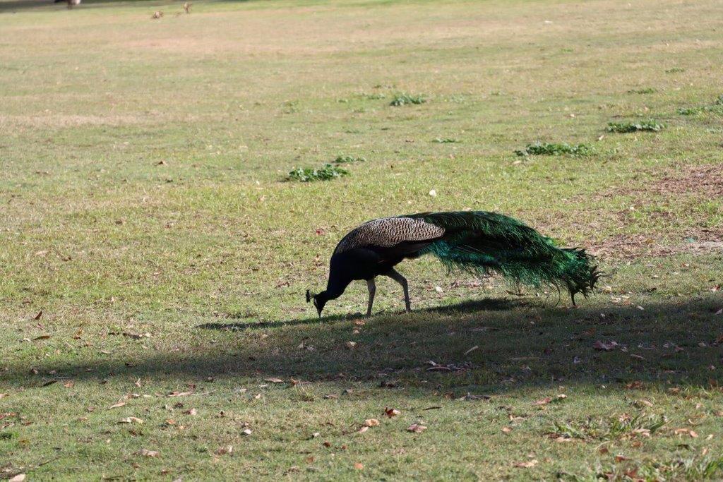 A peacock walking on grass

Description automatically generated