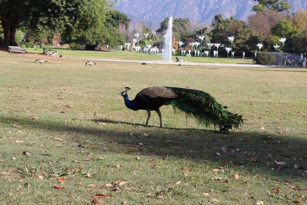 A peacock walking in a park

Description automatically generated